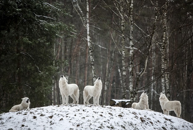 Loups en Meute en hiver