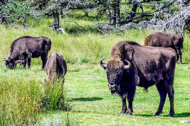 Activités au parcs des bisons d'Europe en Lozère.